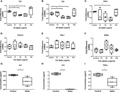 SARS-CoV-2 modulates inflammatory responses of alveolar epithelial type II cells via PI3K/AKT pathway